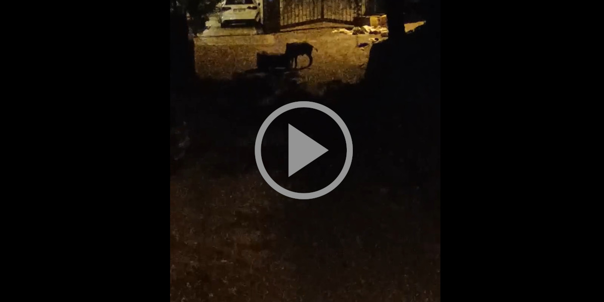 [Vidéo] Un sanglier cogne dans une poubelle en pleine nuit et réveille tout un quartier