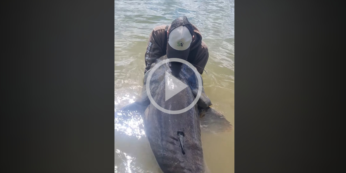 [Vidéo] L’émotion d’un passionné de carnassiers avec son silure de 2m61 pêché dans la Saône