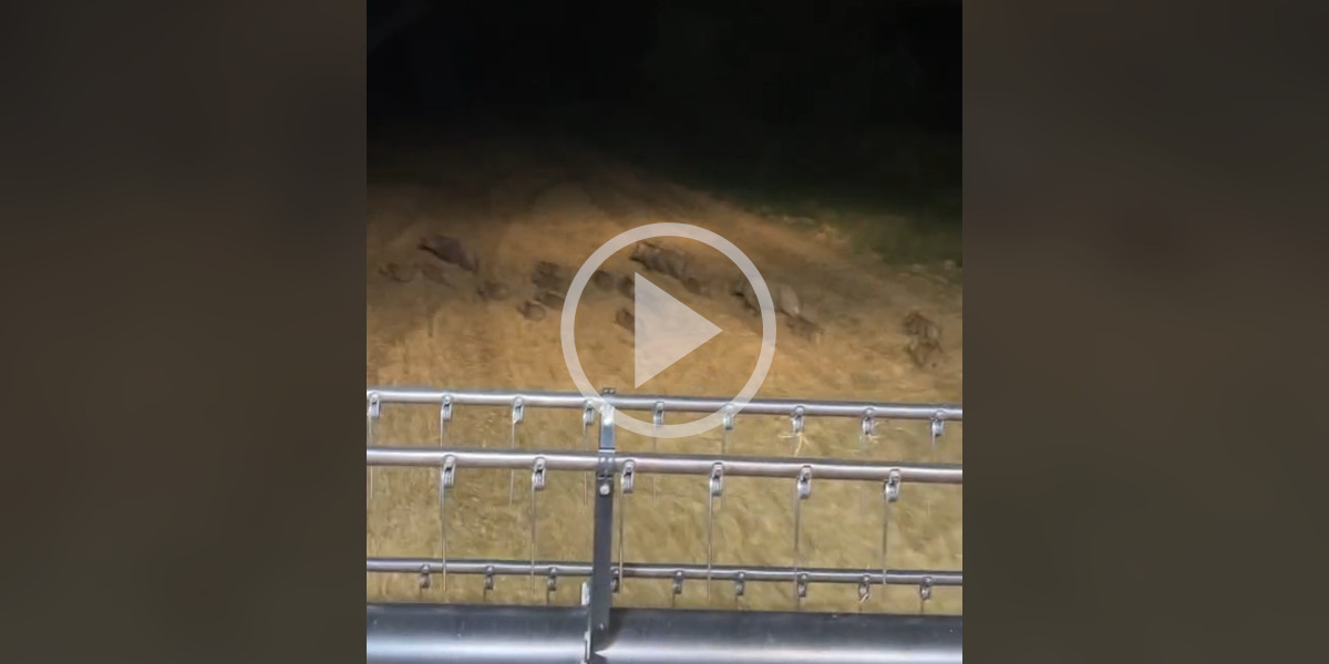 [Vidéo] Une compagnie de sangliers prend la fuite juste devant une moissonneuse