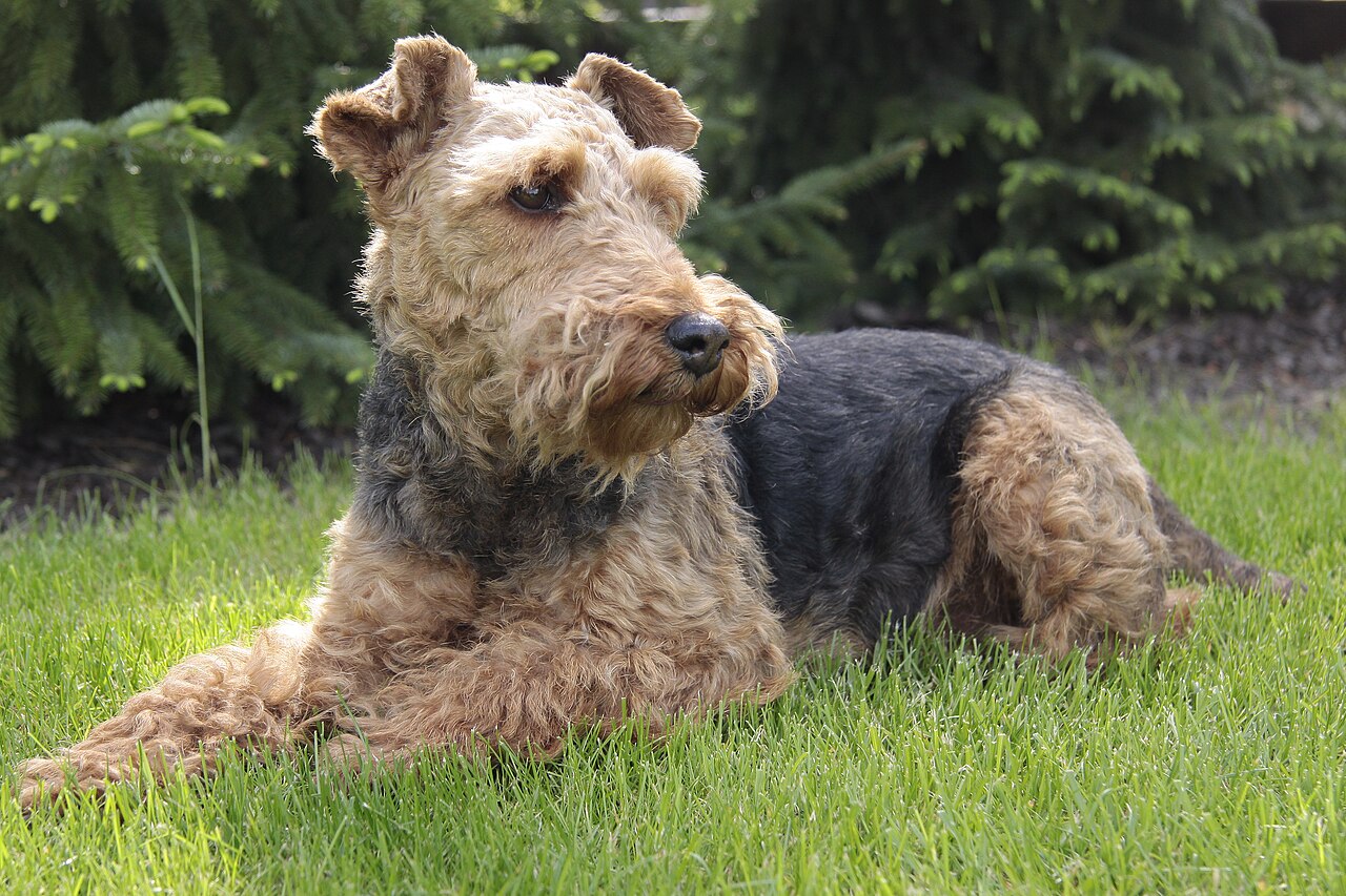 Welsh terrier