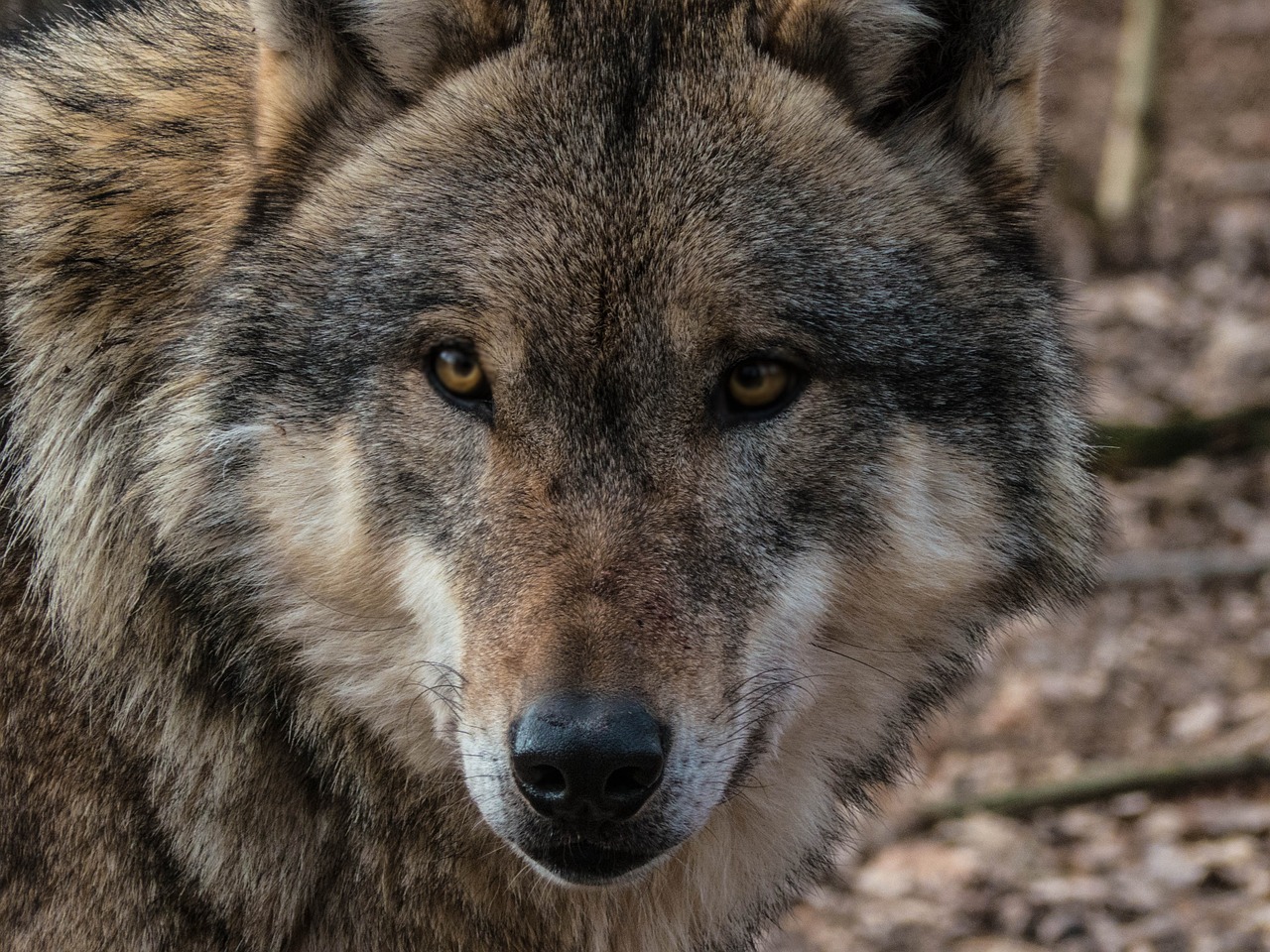 La présence d’une troisième meute de loups confirmée dans le Doubs