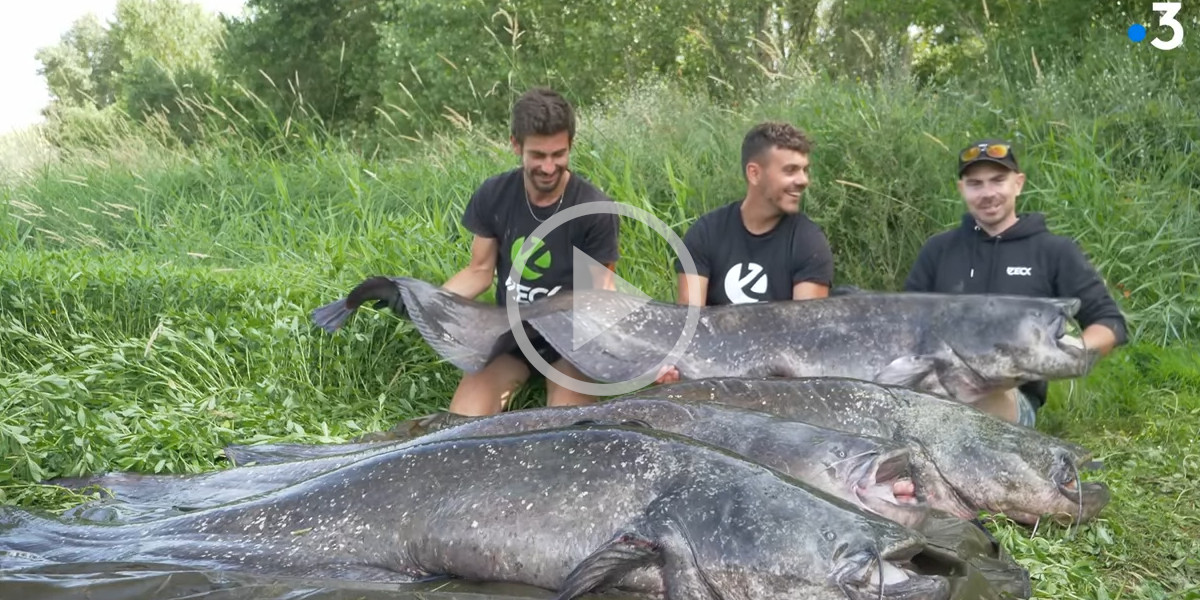 [Vidéo] Les caméras de France 3 ont suivi les pêcheurs de silures sur la Loire