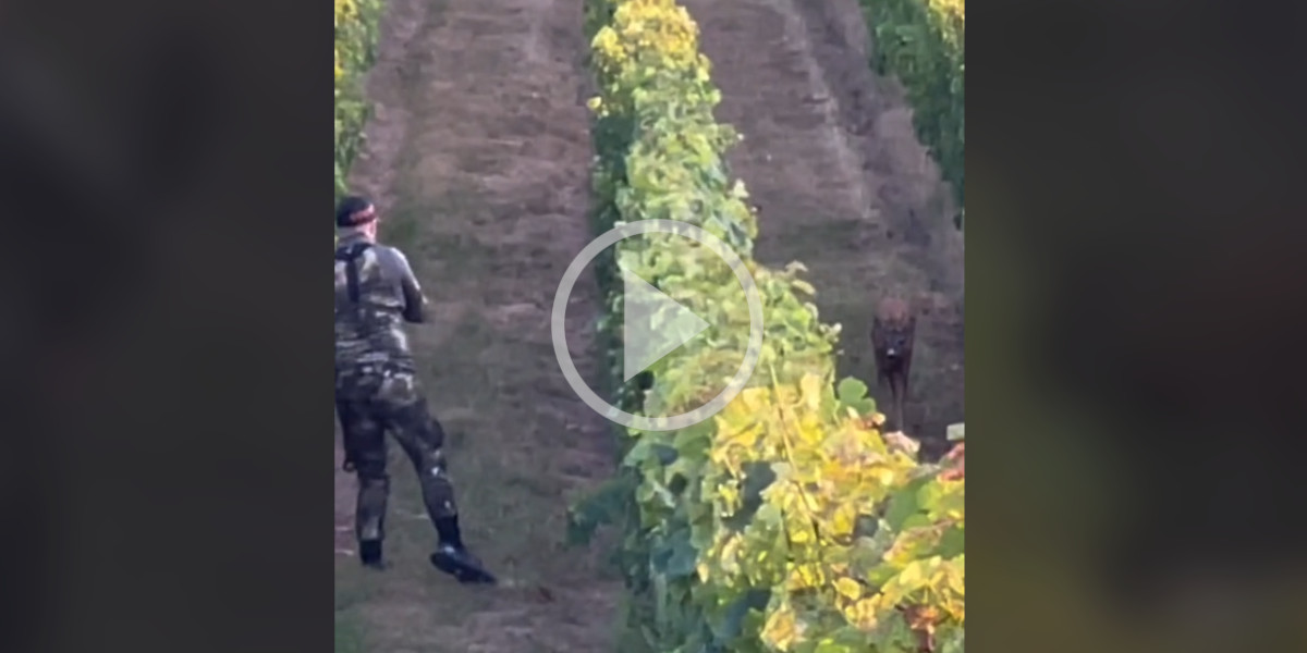 [Vidéo] Une approche à l’arc incroyable sur un brocard dans les vignes