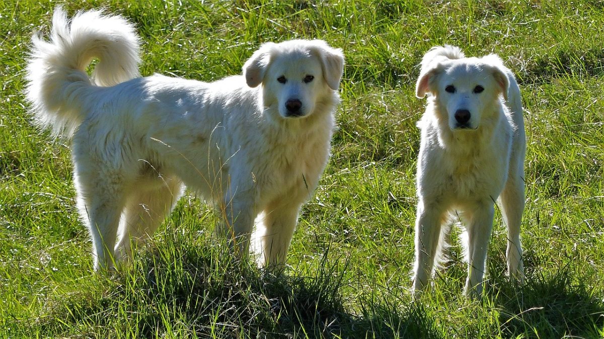 Hautes-Alpes : Une randonneuse mordue par un patou évacuée par hélicoptère