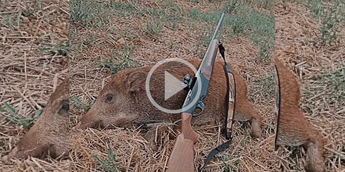 [Vidéo] Tir d’une bête rousse qui déboule à vive allure