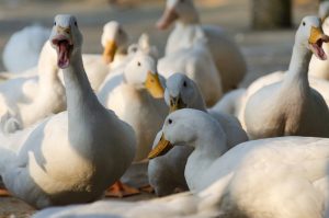 début de la vaccination contre la grippe aviaire