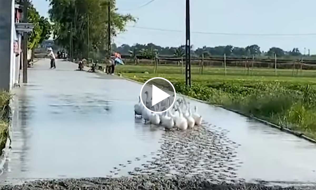 [Vidéo] Des canards ruinent sa dalle de béton