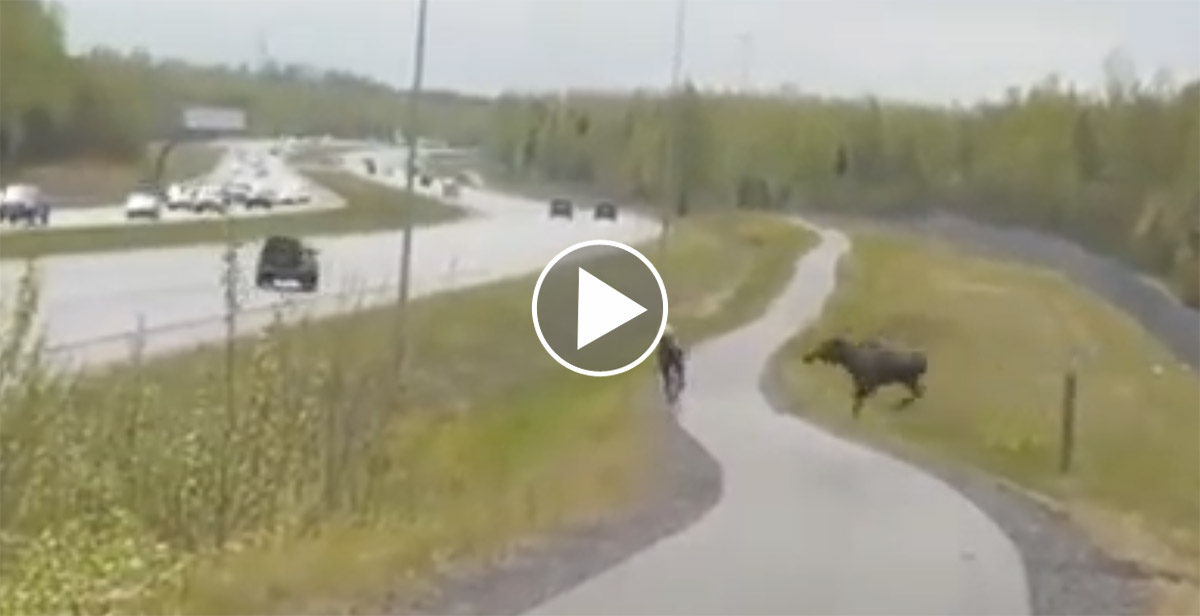 Un élan protège ses petits et charge un cycliste (vidéo)