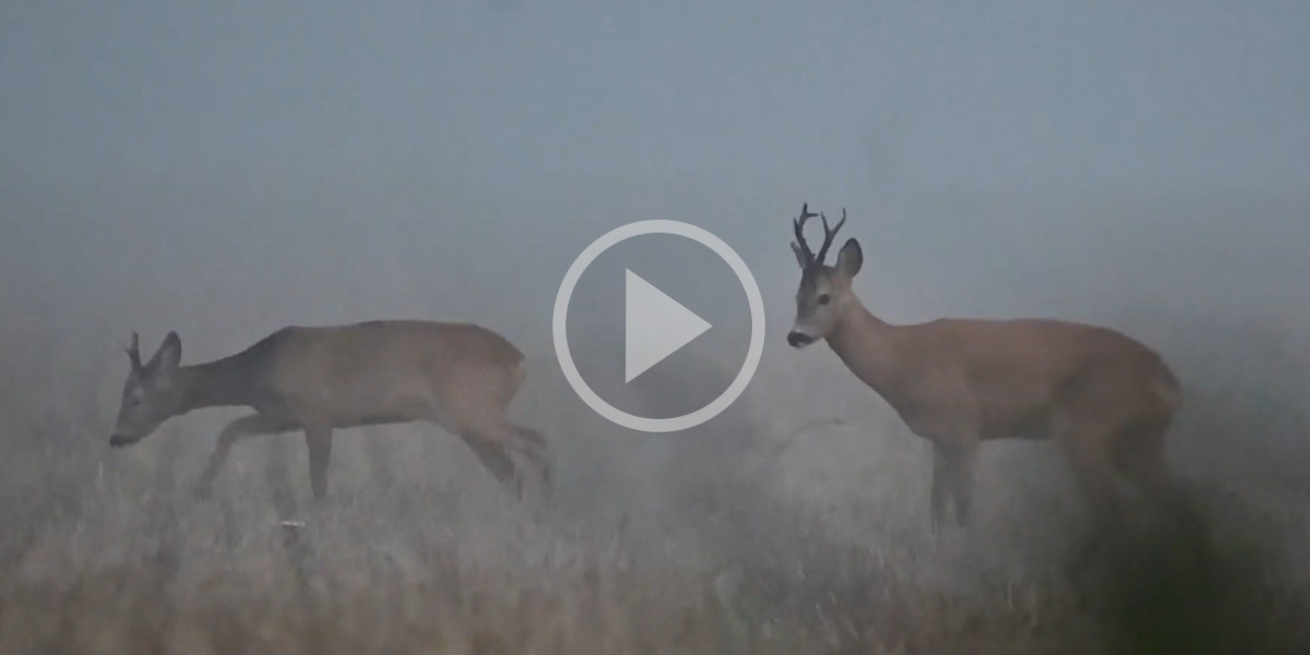 [Vidéo] Des chevreuils qui évoluent dans la brume du matin