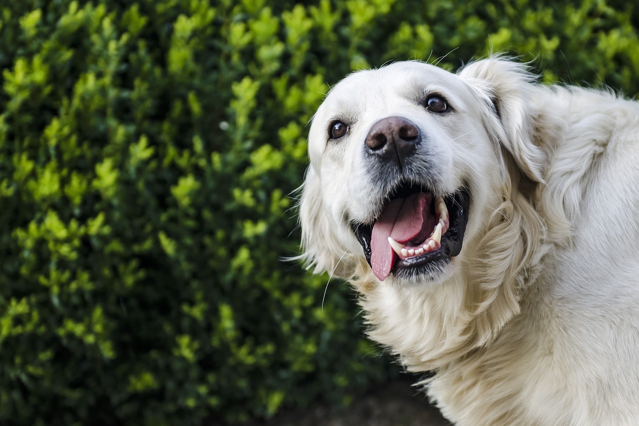 Quels sont les chiens de chasse préférés des Français entre 2022 et 2023?