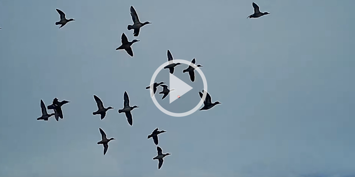[Vidéo] Compilation : chasses aux canards capturées en shotkam