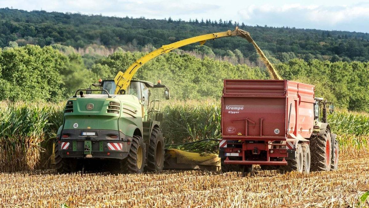 Meuse : la préfecture autorise le tir du sanglier autour des parcelles en cours de récolte