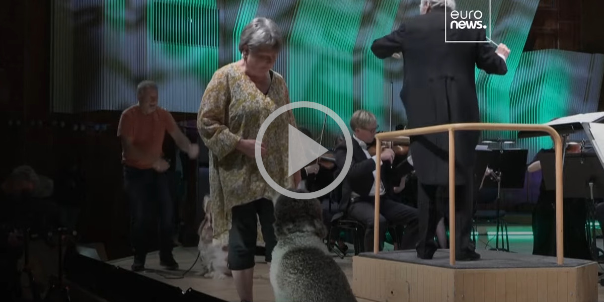 [Vidéo] Des chiens stars de l’Orchestre de chambre Danois dans « la Symphonie de la chasse » de Mozart