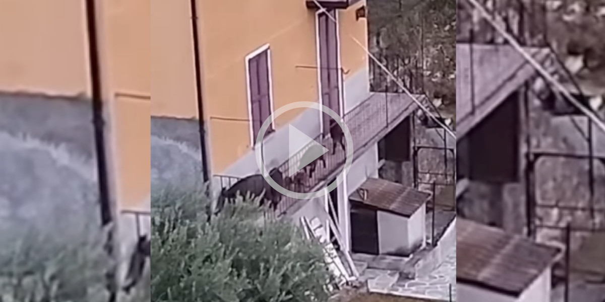 [Vidéo] Des sangliers s’invitent sur une terrasse et surprennent les résidents