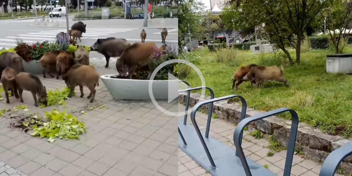 [Vidéo] Des sangliers dévorent les fleurs et se battent en pleine ville