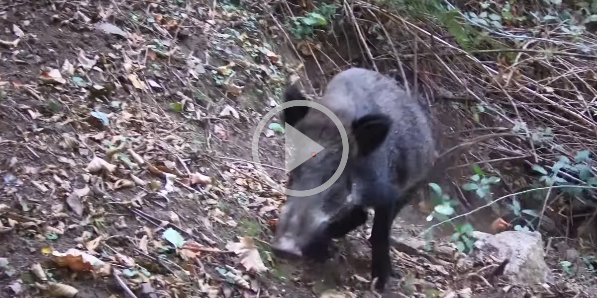 [Vidéo] Deux sangliers tirés à quelques mètres lors d’une chasse en Corse