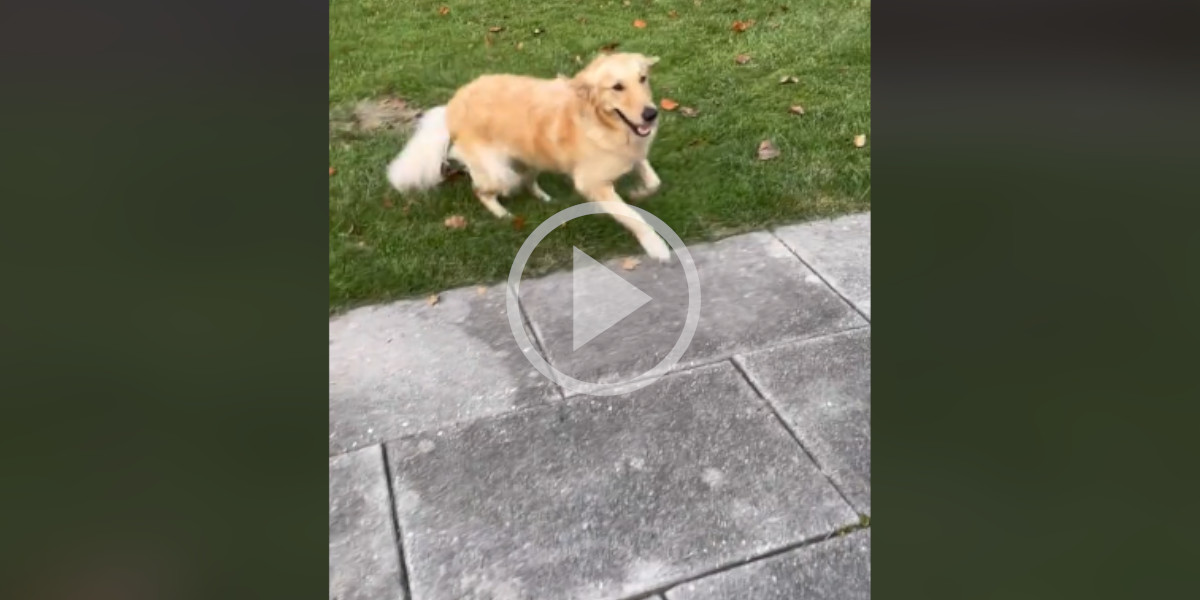 [Vidéo] Après avoir vécu en appartement, un golden retriever découvre le bonheur d’une maison avec jardin