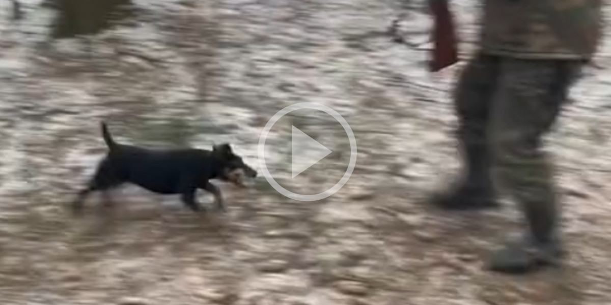 [Vidéo] La réaction étonnante d’un chien face à son maître à la chasse