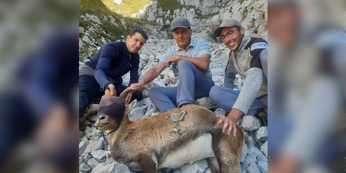 Haute-Savoie : le bouquetin aux crampons d’alpiniste coincés dans la mâchoire a été sauvé