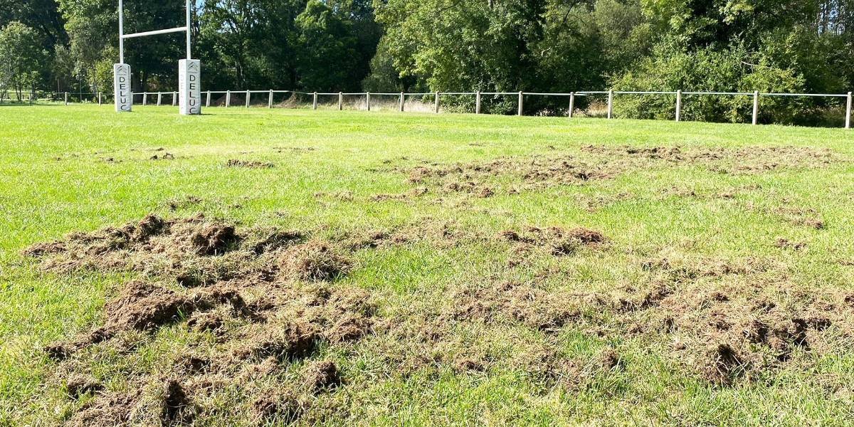 Un terrain de sport a (encore) été ravagé par les sangliers en Dordogne