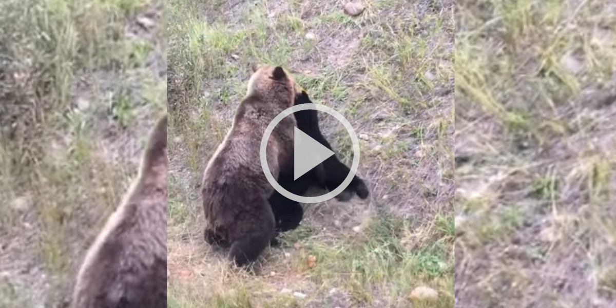 [Vidéo] Un automobiliste a pu filmer une rare altercation entre un grizzly et un ours noir au Canada