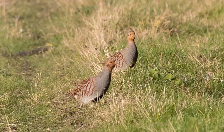 https://www.chassepassion.net/wp-content/uploads/2023/09/partridge-6980721_1280-768x454.jpg