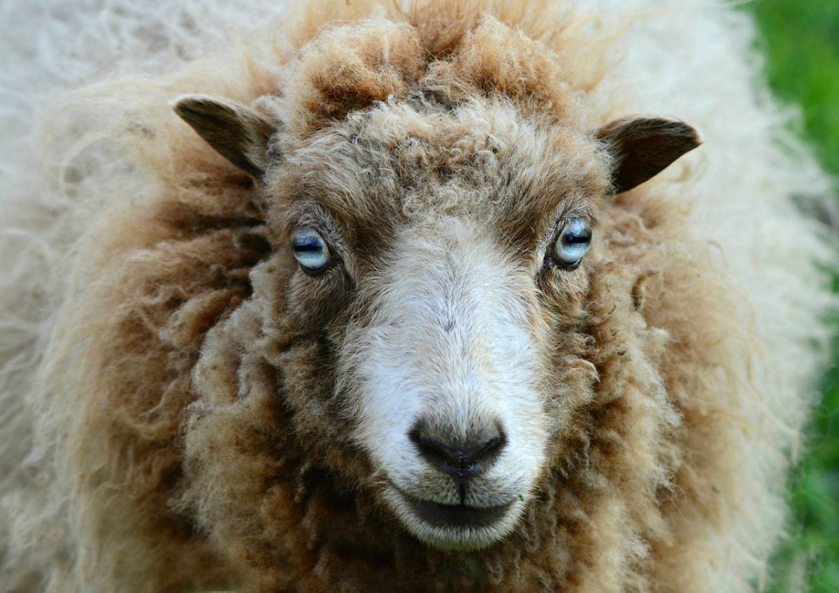 Insolite : un troupeau de moutons devenu ingérable après avoir englouti des kilos de cannabis