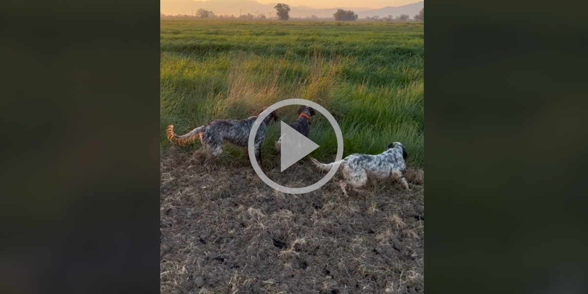 [Vidéo] Trois Setters tiennent un arrêt magnifique