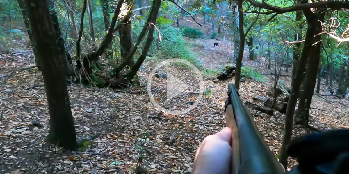 [Vidéo] Un beau prélèvement de sanglier avec un tir pas si simple