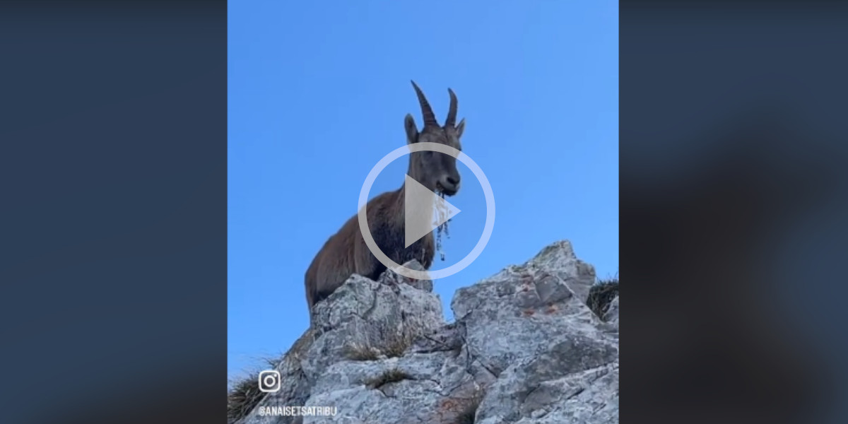 [Vidéo] Un bouquetin en mauvaise posture avec des crampons d’alpinistes coincés dans la gueule