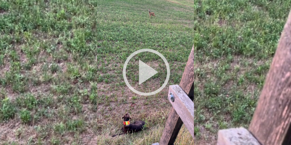 [Vidéo] Un brocard un peu trop téméraire approche un braque allemand au pied d’un mirador