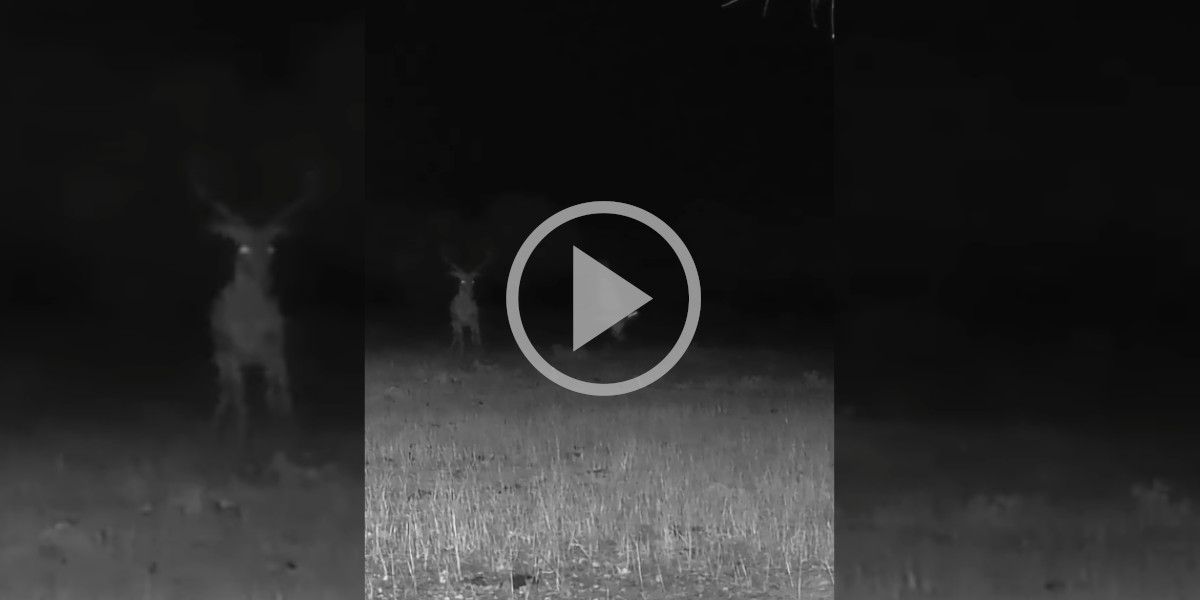 [Vidéo] Un lièvre sauvé des griffes d’un rapace nocturne par un cerf