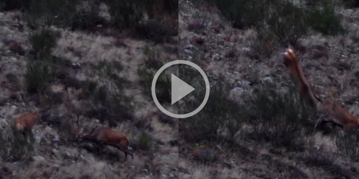 [Vidéo] Un cerf se jette littéralement sur un de ses rivaux