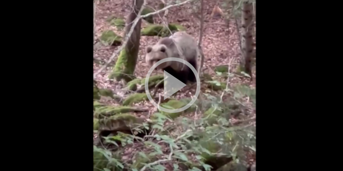 [Vidéo] Dans les Pyrénées, un cueilleur de champignons a pu filmer de près un ours qui n’avait pas peur de l’homme
