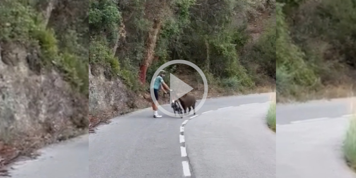 [Vidéo] Un cycliste bien ennuyé par un sanglier trop curieux
