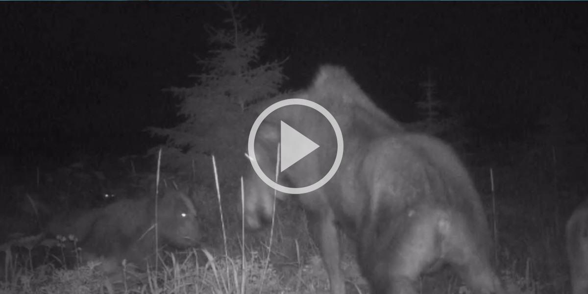 Un loup et un ours s’entraident pour attaquer une orignale et son petit
