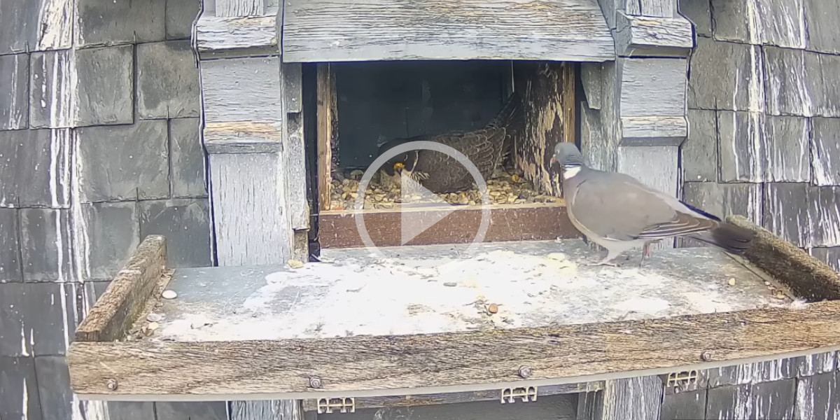 [Vidéo] Un pigeon ramier a la pire idée du monde et rend visite à un faucon