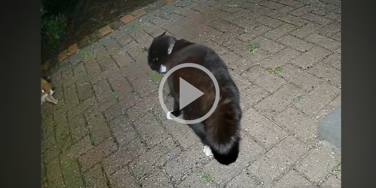 [Vidéo] Une caméra de sécurité filme un renard qui essaie d’enlever le chat de la maison