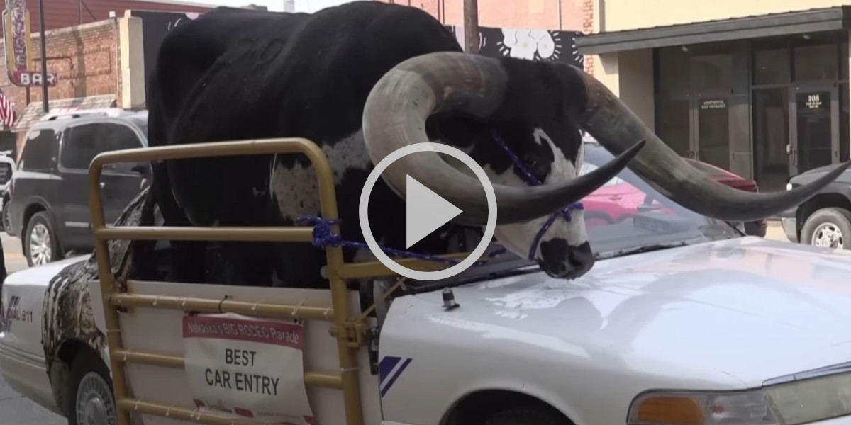 [Vidéo] Un automobiliste américain arrêté par la police avec un taureau d’une tonne dans sa voiture