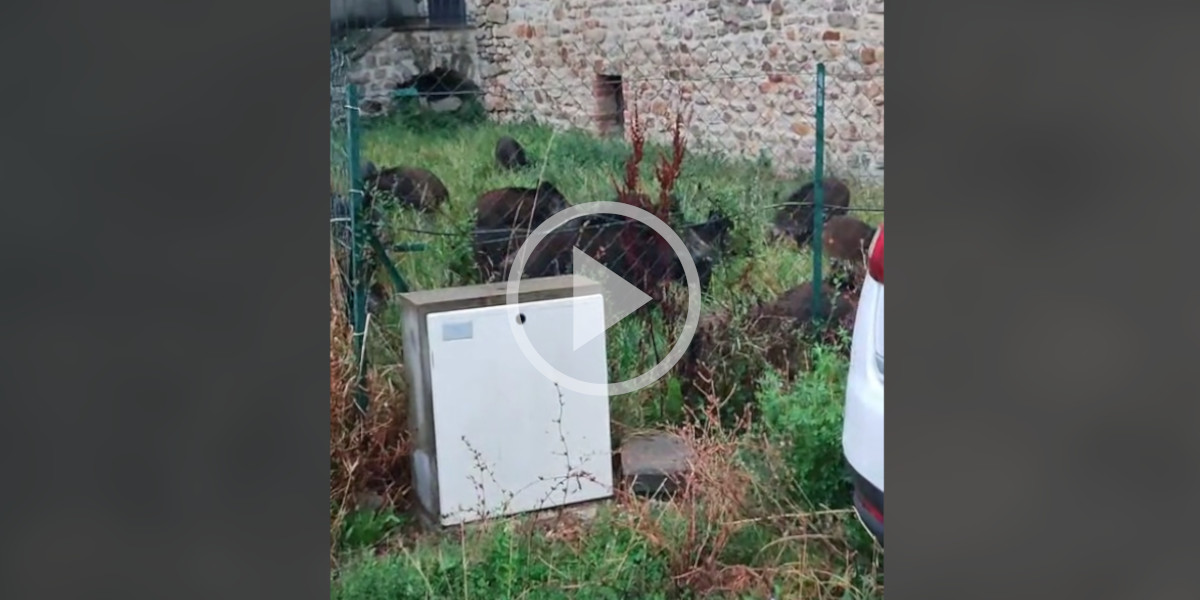 [Vidéo] Une compagnie de sangliers envahit la cour d’une maison dans le Gard