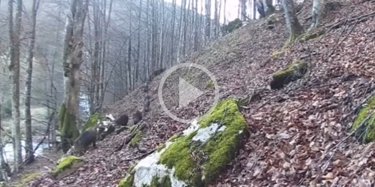 [Vidéo] Une belle compagnie de sangliers traverse les bois en file indienne