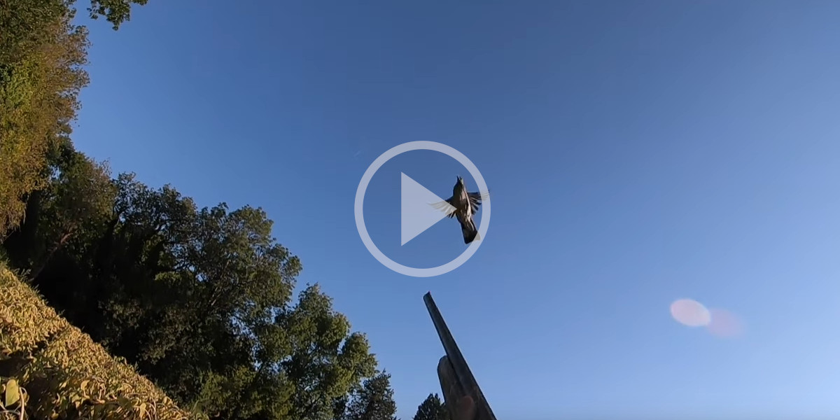 [Vidéo] Une palombe passe au raz de son canon en pleine chasse