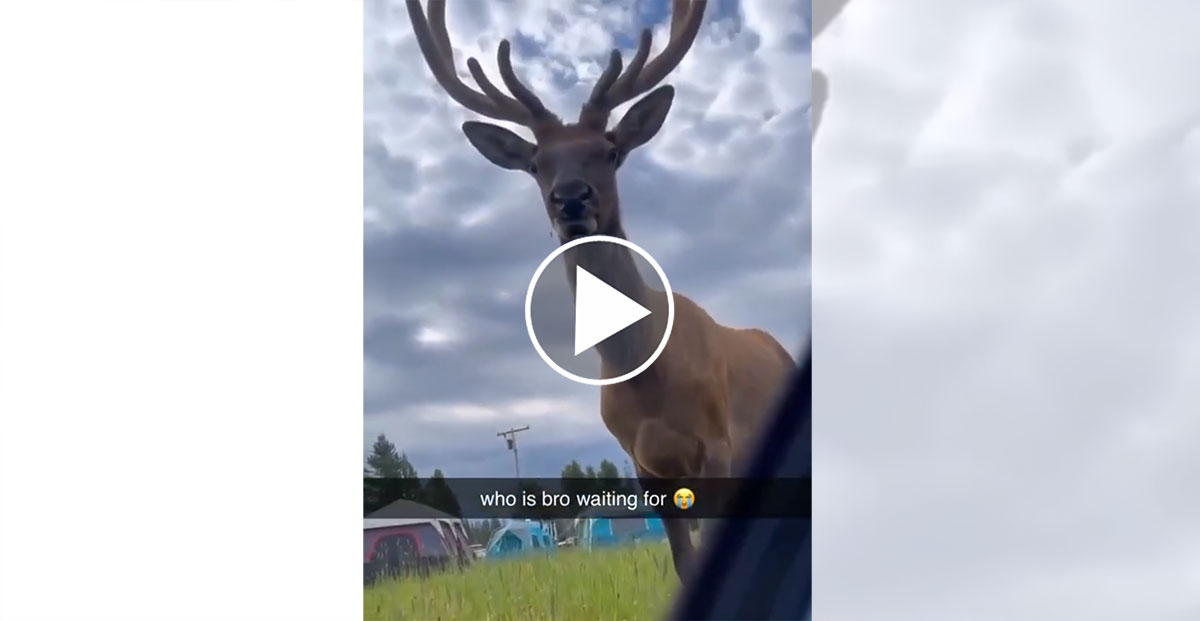 Un campeur découvre un énorme cervidé au pied de sa tente (vidéo)