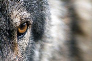 nombre de loup revu à la hausse en France