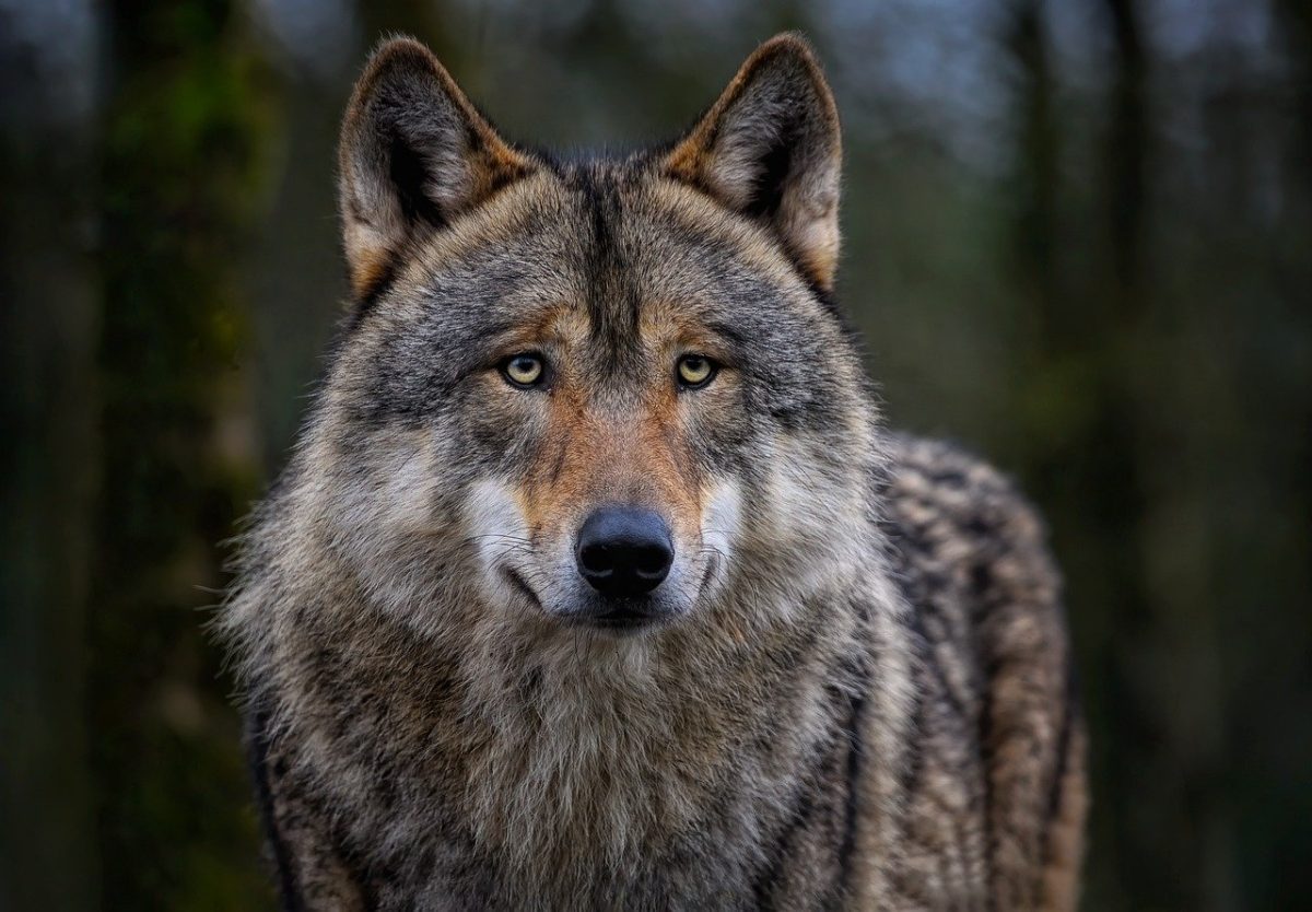 Nouveau plan national loup : un plan qui semble ne satisfaire personne