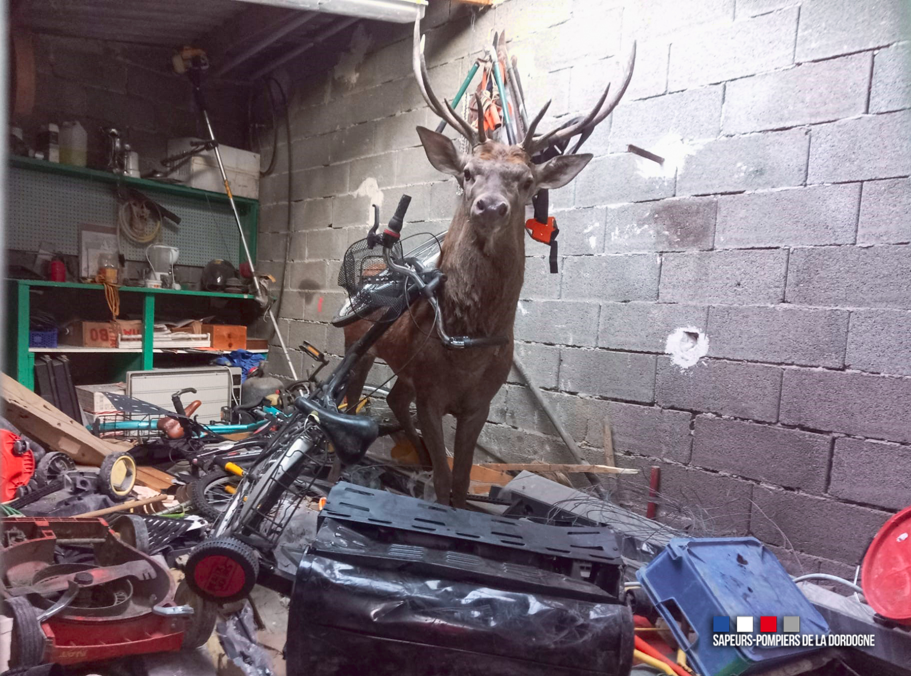 Dordogne : un cerf évacué d’un garage par les pompiers et l’OFB