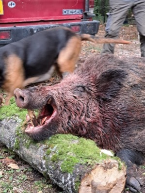 Un sanglier de 148 kilos tiré dans le Gers - Chasse Passion