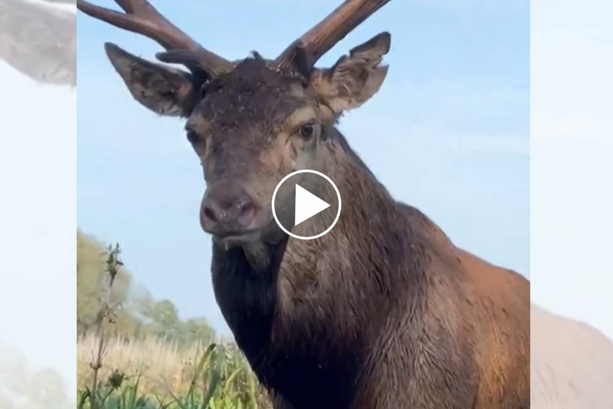 [Vidéo] Un magnifique cerf s’approche à 2m de lui