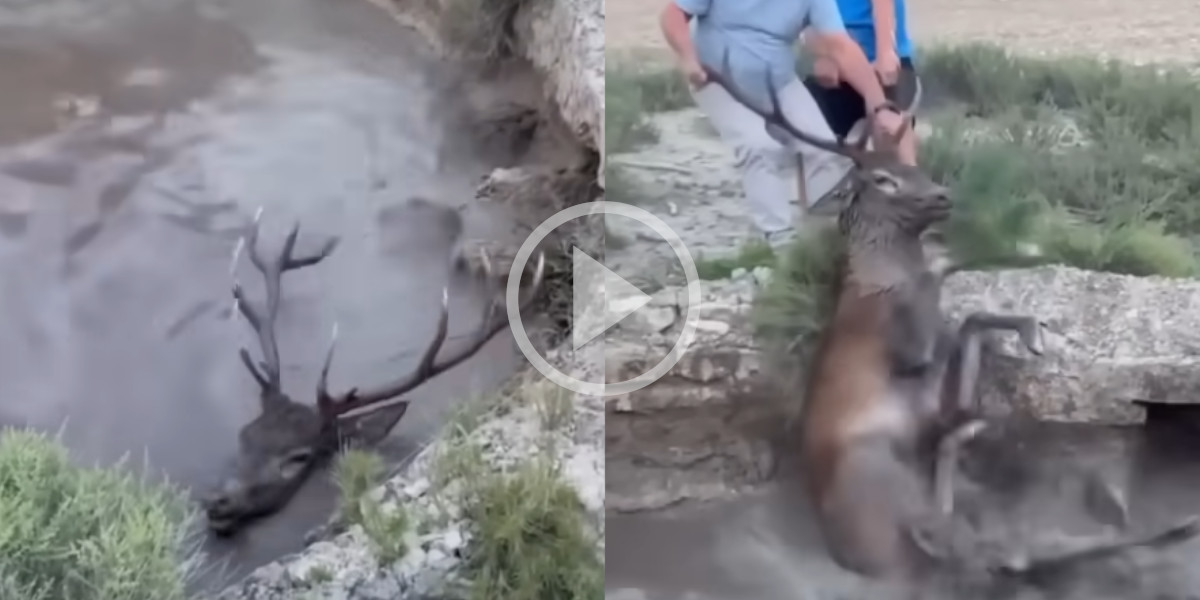 [Vidéo] Un cerf sauvé de la noyade par des chasseurs