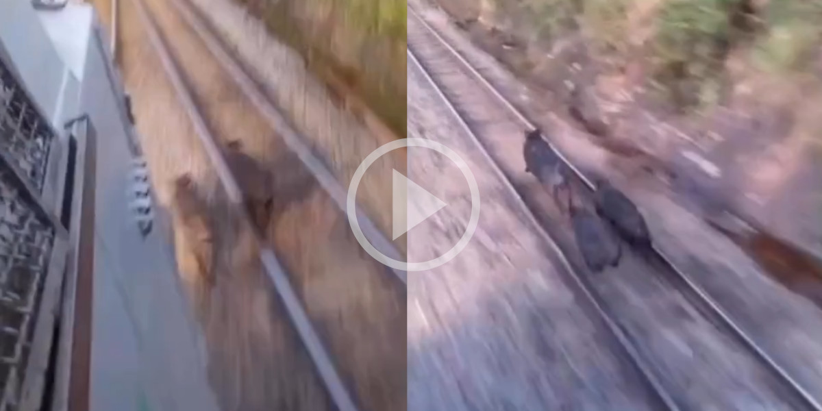 [Vidéo] Des sangliers suivent une voie de chemin de fer et risquent de se faire happer par un train